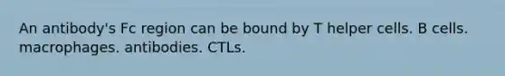 An antibody's Fc region can be bound by T helper cells. B cells. macrophages. antibodies. CTLs.