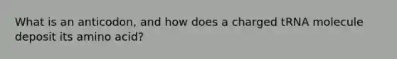 What is an anticodon, and how does a charged tRNA molecule deposit its amino acid?