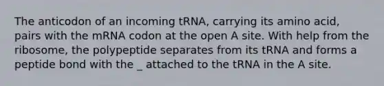 The anticodon of an incoming tRNA, carrying its amino acid, pairs with the mRNA codon at the open A site. With help from the ribosome, the polypeptide separates from its tRNA and forms a peptide bond with the _ attached to the tRNA in the A site.