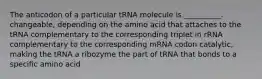 The anticodon of a particular tRNA molecule is __________. changeable, depending on the amino acid that attaches to the tRNA complementary to the corresponding triplet in rRNA complementary to the corresponding mRNA codon catalytic, making the tRNA a ribozyme the part of tRNA that bonds to a specific amino acid