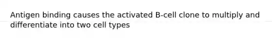 Antigen binding causes the activated B-cell clone to multiply and differentiate into two cell types