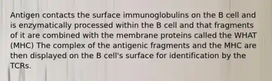 Antigen contacts the surface immunoglobulins on the B cell and is enzymatically processed within the B cell and that fragments of it are combined with the membrane proteins called the WHAT (MHC) The complex of the antigenic fragments and the MHC are then displayed on the B cell's surface for identification by the TCRs.