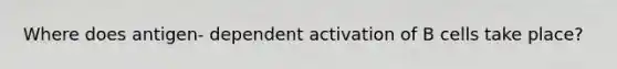 Where does antigen- dependent activation of B cells take place?