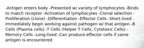 -Antigen enters body -Presented w/ variety of lymphocytes -Binds to match receptor -Activation of lymphocytes -Clonal selection -Proliferation (clone) -Differentiation -Effector Cells -Short-lived -Immediately begin working against pathogen w/ that antigen -B Cells (Plasma cells) -T Cells (Helper T Cells; Cytotoxic Cells) -Memory Cells -Long-lived -Can produce effector cells if same antigen is encountered