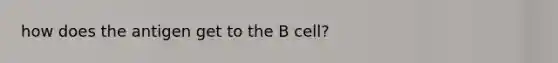 how does the antigen get to the B cell?