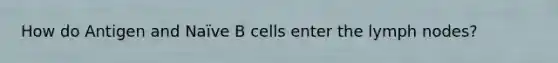 How do Antigen and Naïve B cells enter the lymph nodes?