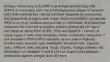 Antigen Presenting Cells (APC's) ▪ Antigen-presenting cells (APCs) or accessory cells are a heterogeneous group of immune cells that mediate the cellular immune response by processing and presenting antigens with major histocompatibility complexes (MHCs) on their surfaces and provide co-stimulator activities that complete the immune activation process Almost all cell types can serve as some form of APC They are found in a variety of tissue types T cells may recognize these complexes using their T cell receptors (TCRs) APCs naturally have a role in fighting: tumors cells, necrotic cells, metabolic stressed cells, hypoxia cells, infected cells, bacteria, fungi, viruses, foreign proteins via stimulation of cytotoxic T and B cells to respectively produce antibodies against antigen and kill them