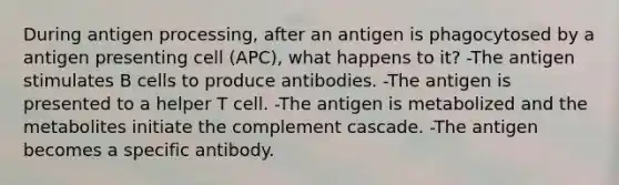 During antigen processing, after an antigen is phagocytosed by a antigen presenting cell (APC), what happens to it? -The antigen stimulates B cells to produce antibodies. -The antigen is presented to a helper T cell. -The antigen is metabolized and the metabolites initiate the complement cascade. -The antigen becomes a specific antibody.