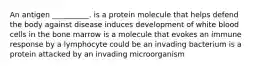 An antigen __________. is a protein molecule that helps defend the body against disease induces development of white blood cells in the bone marrow is a molecule that evokes an immune response by a lymphocyte could be an invading bacterium is a protein attacked by an invading microorganism