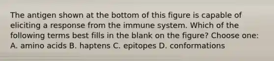 The antigen shown at the bottom of this figure is capable of eliciting a response from the immune system. Which of the following terms best fills in the blank on the figure? Choose one: A. amino acids B. haptens C. epitopes D. conformations