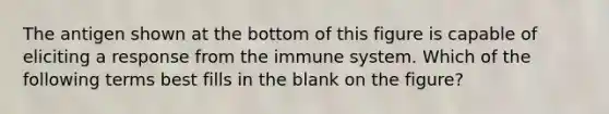 The antigen shown at the bottom of this figure is capable of eliciting a response from the immune system. Which of the following terms best fills in the blank on the figure?