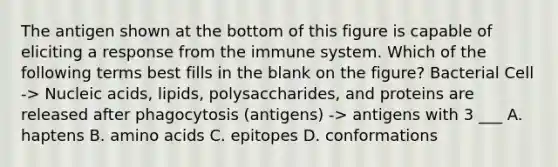 The antigen shown at the bottom of this figure is capable of eliciting a response from the immune system. Which of the following terms best fills in the blank on the figure? Bacterial Cell -> Nucleic acids, lipids, polysaccharides, and proteins are released after phagocytosis (antigens) -> antigens with 3 ___ A. haptens B. amino acids C. epitopes D. conformations