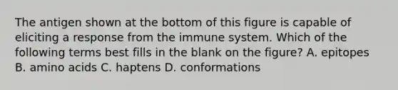 The antigen shown at the bottom of this figure is capable of eliciting a response from the immune system. Which of the following terms best fills in the blank on the figure? A. epitopes B. amino acids C. haptens D. conformations