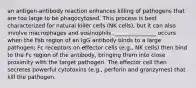 an antigen-antibody reaction enhances killing of pathogens that are too large to be phagocytosed. This process is best characterized for natural killer cells (NK cells), but it can also involve macrophages and eosinophils. _______________ occurs when the Fab region of an IgG antibody binds to a large pathogen; Fc receptors on effector cells (e.g., NK cells) then bind to the Fc region of the antibody, bringing them into close proximity with the target pathogen. The effector cell then secretes powerful cytotoxins (e.g., perforin and granzymes) that kill the pathogen.