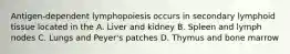 Antigen-dependent lymphopoiesis occurs in secondary lymphoid tissue located in the A. Liver and kidney B. Spleen and lymph nodes C. Lungs and Peyer's patches D. Thymus and bone marrow