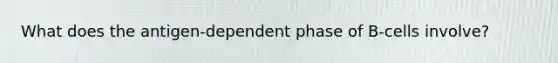 What does the antigen-dependent phase of B-cells involve?