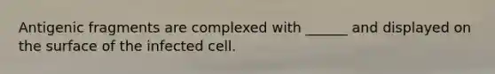 Antigenic fragments are complexed with ______ and displayed on the surface of the infected cell.