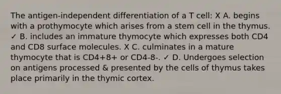 The antigen-independent differentiation of a T cell: X A. begins with a prothymocyte which arises from a stem cell in the thymus. ✓ B. includes an immature thymocyte which expresses both CD4 and CD8 surface molecules. X C. culminates in a mature thymocyte that is CD4+8+ or CD4-8-. ✓ D. Undergoes selection on antigens processed & presented by the cells of thymus takes place primarily in the thymic cortex.