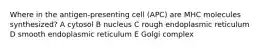 Where in the antigen-presenting cell (APC) are MHC molecules synthesized? A cytosol B nucleus C rough endoplasmic reticulum D smooth endoplasmic reticulum E Golgi complex