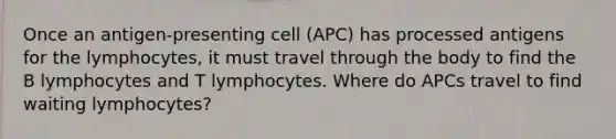 Once an antigen-presenting cell (APC) has processed antigens for the lymphocytes, it must travel through the body to find the B lymphocytes and T lymphocytes. Where do APCs travel to find waiting lymphocytes?