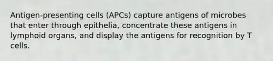 Antigen-presenting cells (APCs) capture antigens of microbes that enter through epithelia, concentrate these antigens in lymphoid organs, and display the antigens for recognition by T cells.