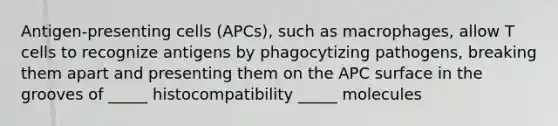 Antigen-presenting cells (APCs), such as macrophages, allow T cells to recognize antigens by phagocytizing pathogens, breaking them apart and presenting them on the APC surface in the grooves of _____ histocompatibility _____ molecules