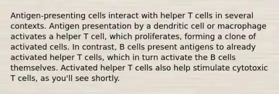 Antigen-presenting cells interact with helper T cells in several contexts. Antigen presentation by a dendritic cell or macrophage activates a helper T cell, which proliferates, forming a clone of activated cells. In contrast, B cells present antigens to already activated helper T cells, which in turn activate the B cells themselves. Activated helper T cells also help stimulate cytotoxic T cells, as you'll see shortly.