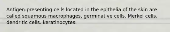 Antigen-presenting cells located in the epithelia of the skin are called squamous macrophages. germinative cells. Merkel cells. dendritic cells. keratinocytes.