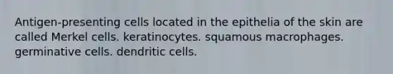 Antigen-presenting cells located in the epithelia of the skin are called Merkel cells. keratinocytes. squamous macrophages. germinative cells. dendritic cells.