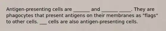 Antigen-presenting cells are _______ and _______ _____. They are phagocytes that present antigens on their membranes as "flags" to other cells. ___ cells are also antigen-presenting cells.