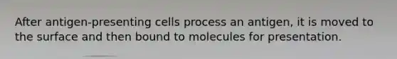 After antigen-presenting cells process an antigen, it is moved to the surface and then bound to molecules for presentation.