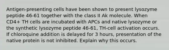 Antigen-presenting cells have been shown to present lysozyme peptide 46-61 together with the class II Ak molecule. When CD4+ TH cells are incubated with APCs and native lysozyme or the synthetic lysozyme peptide 46-61, TH-cell activation occurs. If chloroquine addition is delayed for 3 hours, presentation of the native protein is not inhibited. Explain why this occurs.