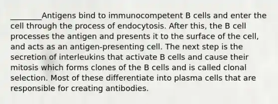 ________Antigens bind to immunocompetent B cells and enter the cell through the process of endocytosis. After this, the B cell processes the antigen and presents it to the surface of the cell, and acts as an antigen-presenting cell. The next step is the secretion of interleukins that activate B cells and cause their mitosis which forms clones of the B cells and is called clonal selection. Most of these differentiate into plasma cells that are responsible for creating antibodies.