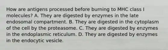 How are antigens processed before burning to MHC class I molecules? A. They are digested by enzymes in the late endosomal compartment. B. They are digested in the cytoplasm of the cell by the proteasome. C. They are digested by enzymes in the endoplasmic reticulum. D. They are digested by enzymes in the endocytic vesicle.