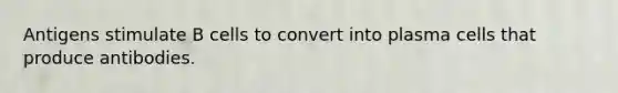 Antigens stimulate B cells to convert into plasma cells that produce antibodies.