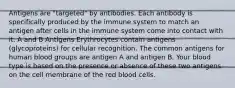 Antigens are "targeted" by antibodies. Each antibody is specifically produced by the immune system to match an antigen after cells in the immune system come into contact with it. A and B Antigens Erythrocytes contain antigens (glycoproteins) for cellular recognition. The common antigens for human blood groups are antigen A and antigen B. Your blood type is based on the presence or absence of these two antigens on the cell membrane of the red blood cells.