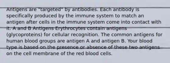 Antigens are "targeted" by antibodies. Each antibody is specifically produced by the immune system to match an antigen after cells in the immune system come into contact with it. A and B Antigens Erythrocytes contain antigens (glycoproteins) for cellular recognition. The common antigens for human blood groups are antigen A and antigen B. Your blood type is based on the presence or absence of these two antigens on the cell membrane of the red blood cells.