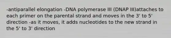 -antiparallel elongation -DNA polymerase III (DNAP III)attaches to each primer on the parental strand and moves in the 3' to 5' direction -as it moves, it adds nucleotides to the new strand in the 5' to 3' direction