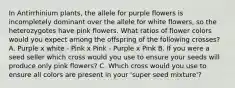 In Antirrhinium plants, the allele for purple flowers is incompletely dominant over the allele for white flowers, so the heterozygotes have pink flowers. What ratios of flower colors would you expect among the offspring of the following crosses? A. Purple x white - Pink x Pink - Purple x Pink B. If you were a seed seller which cross would you use to ensure your seeds will produce only pink flowers? C. Which cross would you use to ensure all colors are present in your 'super seed mixture'?