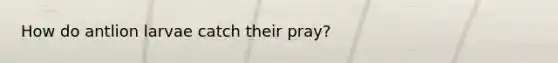 How do antlion larvae catch their pray?