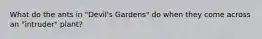 What do the ants in "Devil's Gardens" do when they come across an "intruder" plant?