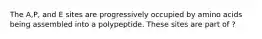 The A,P, and E sites are progressively occupied by amino acids being assembled into a polypeptide. These sites are part of ?