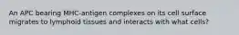 An APC bearing MHC-antigen complexes on its cell surface migrates to lymphoid tissues and interacts with what cells?