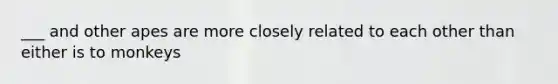 ___ and other apes are more closely related to each other than either is to monkeys