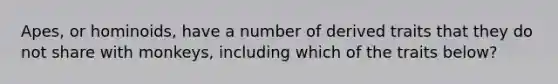 Apes, or hominoids, have a number of derived traits that they do not share with monkeys, including which of the traits below?