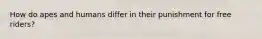 How do apes and humans differ in their punishment for free riders?