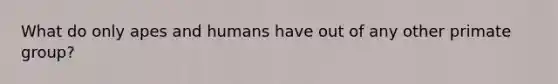 What do only apes and humans have out of any other primate group?
