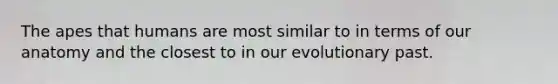 The apes that humans are most similar to in terms of our anatomy and the closest to in our evolutionary past.