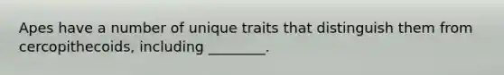 Apes have a number of unique traits that distinguish them from cercopithecoids, including ________.