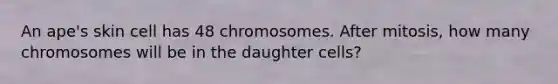 An ape's skin cell has 48 chromosomes. After mitosis, how many chromosomes will be in the daughter cells?